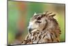 Owl close up Portrait Outdoor-mirceab-Mounted Photographic Print