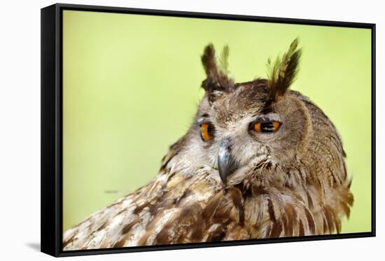 Owl Close-Up Portrait-geanina bechea-Framed Stretched Canvas