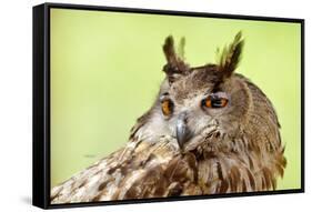 Owl Close-Up Portrait-geanina bechea-Framed Stretched Canvas