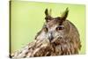 Owl Close-Up Portrait-geanina bechea-Stretched Canvas