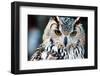 Owl close up Portrait-Kirill_M-Framed Photographic Print