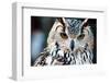 Owl close up Portrait-Kirill_M-Framed Photographic Print