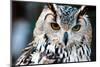 Owl close up Portrait-Kirill_M-Mounted Photographic Print