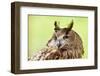 Owl Close-Up Portrait-geanina bechea-Framed Photographic Print