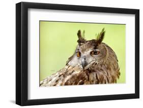 Owl Close-Up Portrait-geanina bechea-Framed Photographic Print