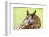 Owl Close-Up Portrait-geanina bechea-Framed Photographic Print