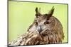 Owl Close-Up Portrait-geanina bechea-Mounted Photographic Print