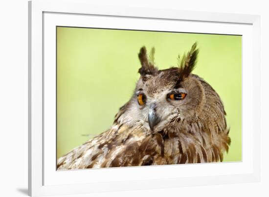 Owl Close-Up Portrait-geanina bechea-Framed Photographic Print