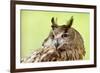 Owl Close-Up Portrait-geanina bechea-Framed Photographic Print