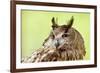 Owl Close-Up Portrait-geanina bechea-Framed Photographic Print