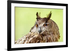 Owl Close-Up Portrait-geanina bechea-Framed Photographic Print