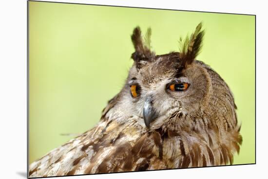 Owl Close-Up Portrait-geanina bechea-Mounted Photographic Print