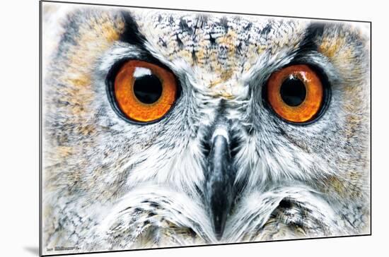 OWL - CLOSE-null-Mounted Poster