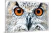 OWL - CLOSE-null-Mounted Poster
