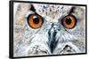 Owl - Close-Trends International-Framed Poster