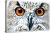 Owl - Close-Trends International-Stretched Canvas