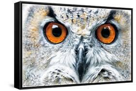 Owl - Close-Trends International-Framed Stretched Canvas