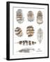 Owl Feathers-Sandra Jacobs-Framed Giclee Print