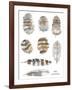 Owl Feathers-Sandra Jacobs-Framed Giclee Print