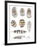 Owl Feathers-Sandra Jacobs-Framed Giclee Print