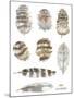 Owl Feathers-Sandra Jacobs-Mounted Giclee Print