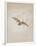 Owl Flying Against a Moonlit Sky, 1836-1837-Caspar David Friedrich-Framed Premium Giclee Print