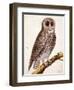 Owl, from Histoire Naturelle Des Oiseaux by Georges de Buffon-Francois Nicolas Martinet-Framed Giclee Print