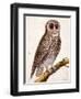 Owl, from Histoire Naturelle Des Oiseaux by Georges de Buffon-Francois Nicolas Martinet-Framed Giclee Print