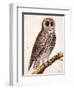 Owl, from Histoire Naturelle Des Oiseaux by Georges de Buffon-Francois Nicolas Martinet-Framed Giclee Print