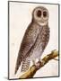 Owl, from Histoire Naturelle Des Oiseaux by Georges de Buffon-Francois Nicolas Martinet-Mounted Giclee Print