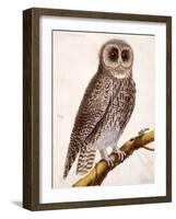 Owl, from Histoire Naturelle Des Oiseaux by Georges de Buffon-Francois Nicolas Martinet-Framed Giclee Print