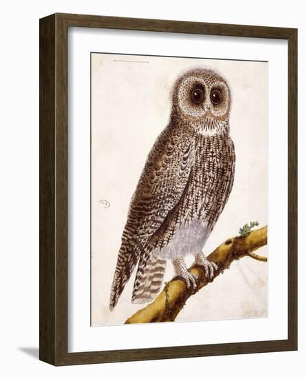 Owl, from Histoire Naturelle Des Oiseaux by Georges de Buffon-Francois Nicolas Martinet-Framed Giclee Print