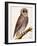 Owl, from Histoire Naturelle Des Oiseaux by Georges de Buffon-Francois Nicolas Martinet-Framed Giclee Print