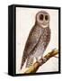 Owl, from Histoire Naturelle Des Oiseaux by Georges de Buffon-Francois Nicolas Martinet-Framed Stretched Canvas