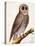 Owl, from Histoire Naturelle Des Oiseaux by Georges de Buffon-Francois Nicolas Martinet-Stretched Canvas