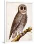 Owl, from Histoire Naturelle Des Oiseaux by Georges de Buffon-Francois Nicolas Martinet-Framed Giclee Print