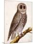 Owl, from Histoire Naturelle Des Oiseaux by Georges de Buffon-Francois Nicolas Martinet-Mounted Giclee Print