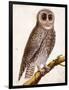 Owl, from Histoire Naturelle Des Oiseaux by Georges de Buffon-Francois Nicolas Martinet-Framed Giclee Print