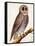 Owl, from Histoire Naturelle Des Oiseaux by Georges de Buffon-Francois Nicolas Martinet-Framed Stretched Canvas