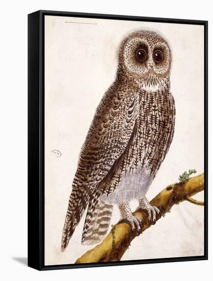 Owl, from Histoire Naturelle Des Oiseaux by Georges de Buffon-Francois Nicolas Martinet-Framed Stretched Canvas