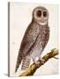 Owl, from Histoire Naturelle Des Oiseaux by Georges de Buffon-Francois Nicolas Martinet-Stretched Canvas