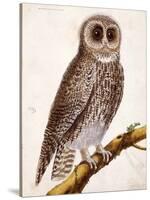 Owl, from Histoire Naturelle Des Oiseaux by Georges de Buffon-Francois Nicolas Martinet-Stretched Canvas