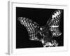 Owl, Hawaii, 1982-Brett Weston-Framed Photographic Print
