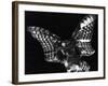 Owl, Hawaii, 1982-Brett Weston-Framed Photographic Print