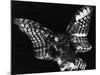 Owl, Hawaii, 1982-Brett Weston-Mounted Photographic Print