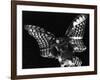 Owl, Hawaii, 1982-Brett Weston-Framed Photographic Print