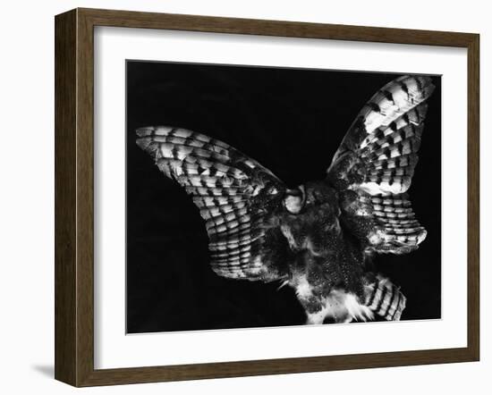 Owl, Hawaii, 1982-Brett Weston-Framed Premium Photographic Print