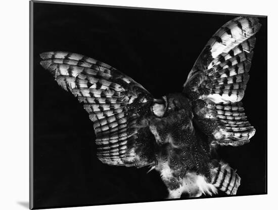 Owl, Hawaii, 1982-Brett Weston-Mounted Premium Photographic Print