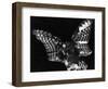 Owl, Hawaii, 1982-Brett Weston-Framed Photographic Print