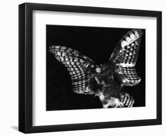 Owl, Hawaii, 1982-Brett Weston-Framed Photographic Print